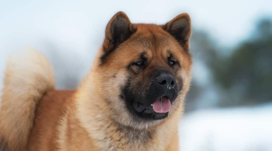 Top 12 Less Known Facts About Akita Bear Dogs