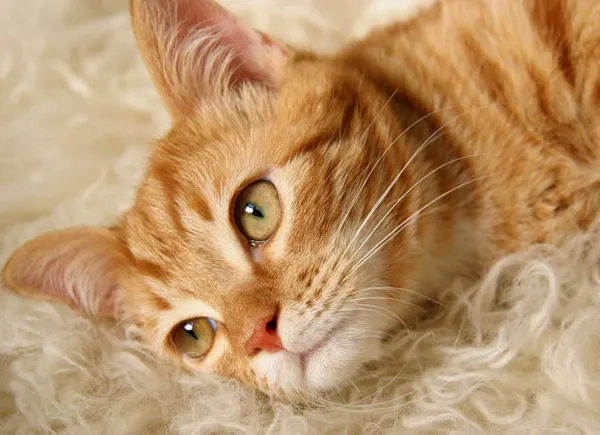 10 Fascinating Facts About Allerca Hypoallergenic Cat