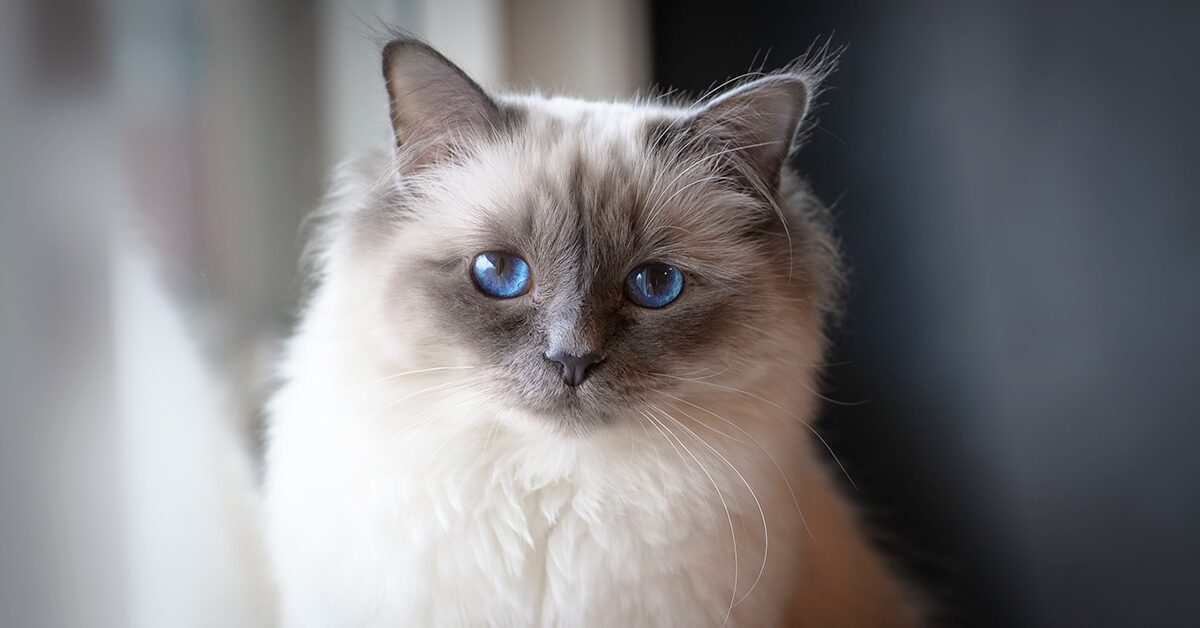 Top 10 Fascinating Facts About the Birman Cat & Everything Else To Know!