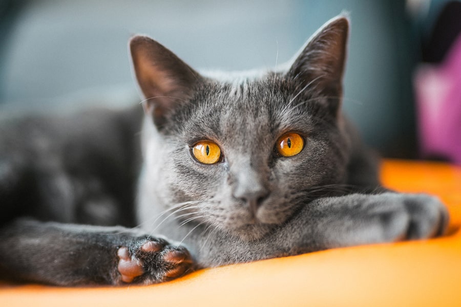 11 Captivating Facts About the Chartreux Cat