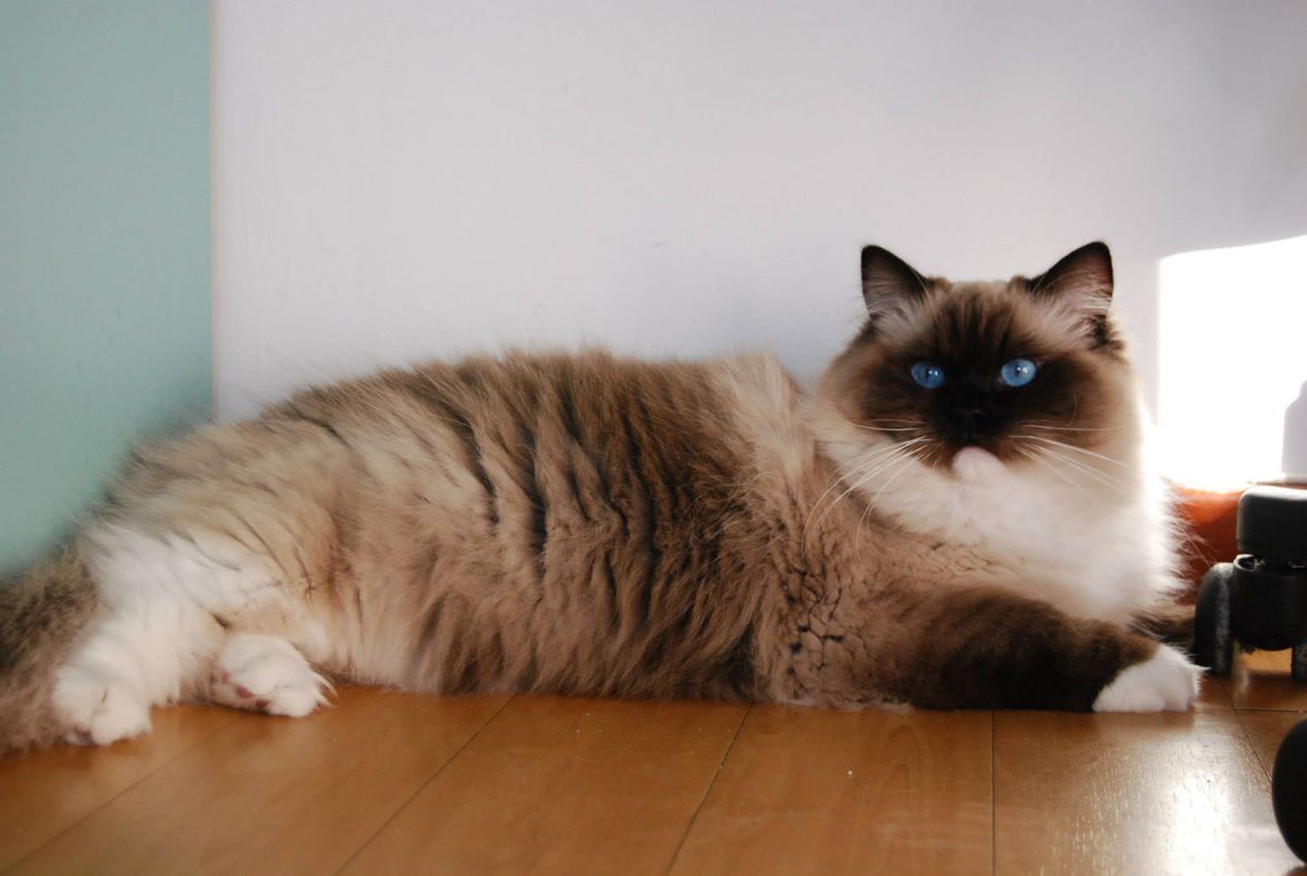 What Is a Mitted Ragdoll? 12 Facts About Them You Need to Know