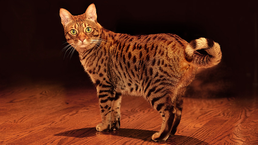 Top 10 Fascinating Facts About the Ocicat Cat
