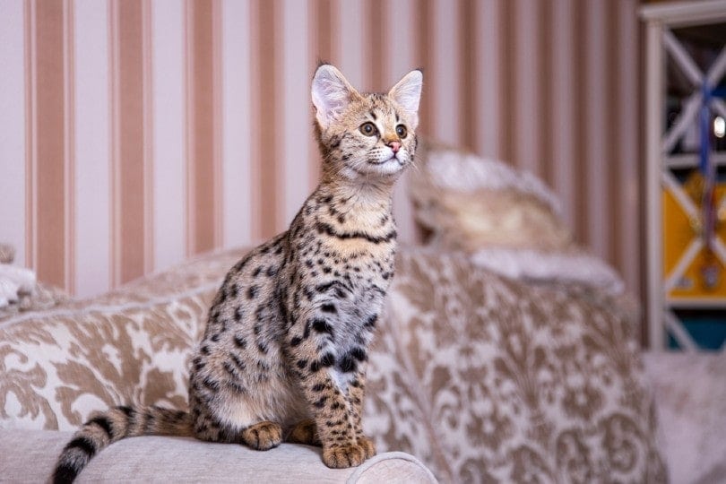 10 Unknown Facts About Savannah Cat