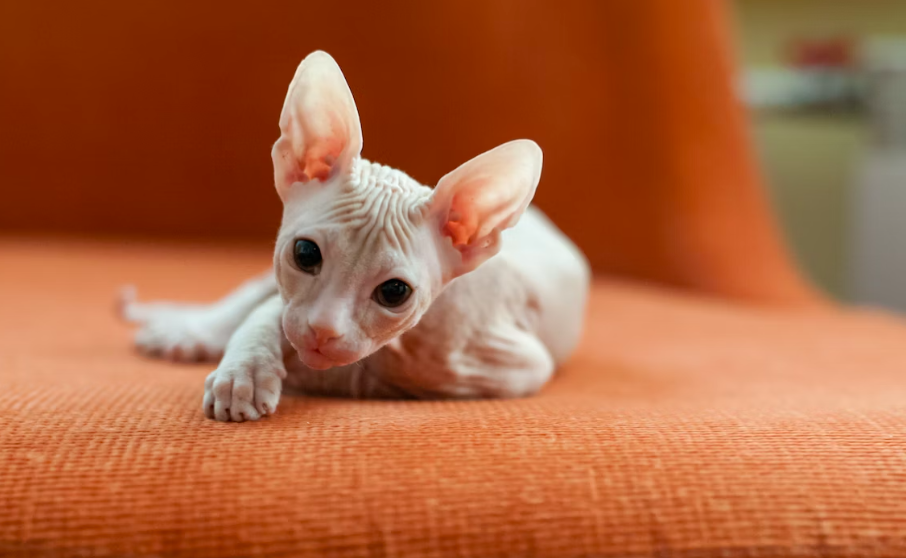 10 Lesser-Known Facts About Don Sphynx