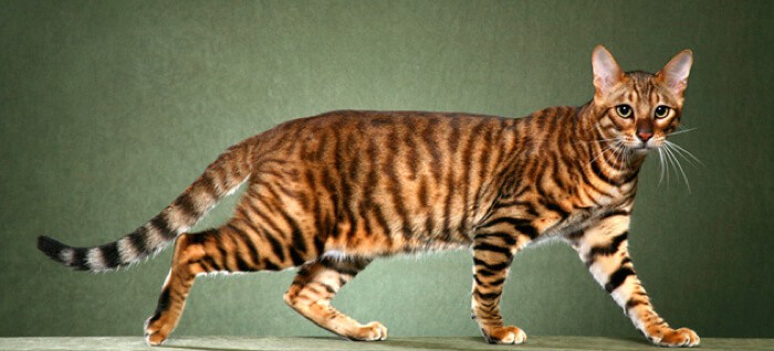 10 Intriguing Facts About the Toyger Cat