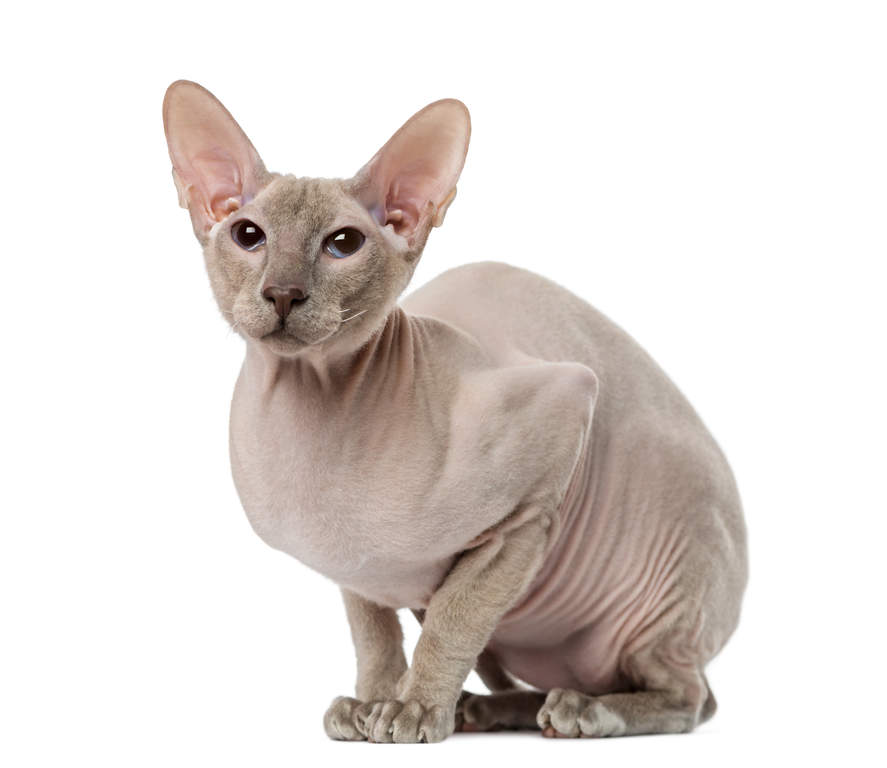 Top 10 Facts About Peterbald Cats You Need to Know