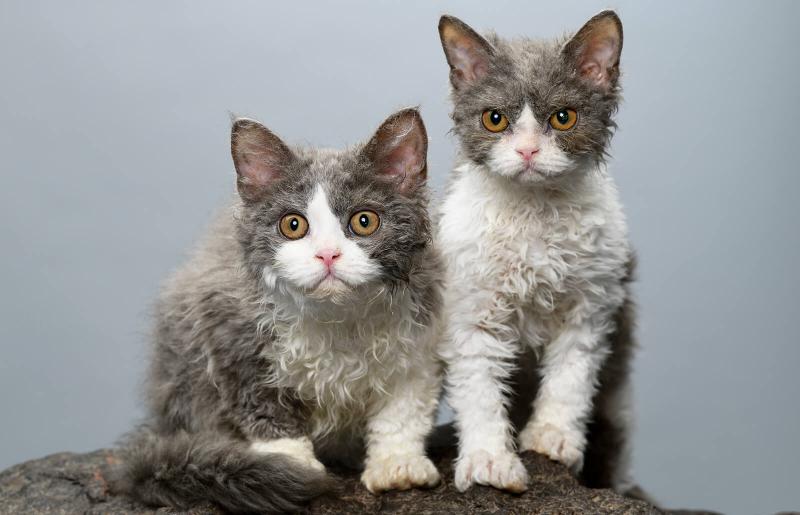 Top 10 Fascinating Facts About Selkirk Rex Cats