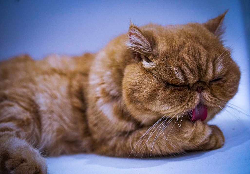 10 Facts About Exotic Shorthair Cats You Must Know