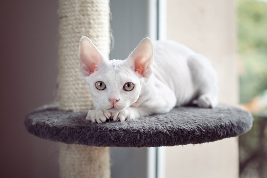 10 Fascinating Facts About Devon Rex Cat