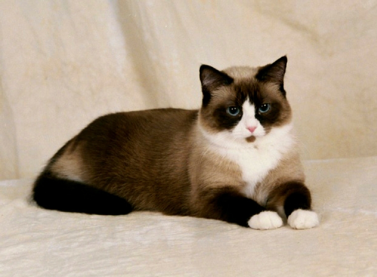 10 Intriguing Facts On Snowshoe Cat You Must Know