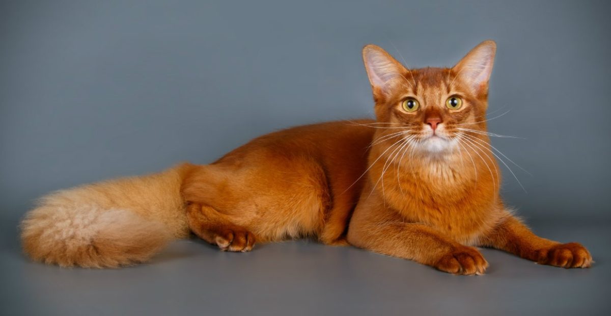 12 Facts About Abyssinian Cats You Must Know!