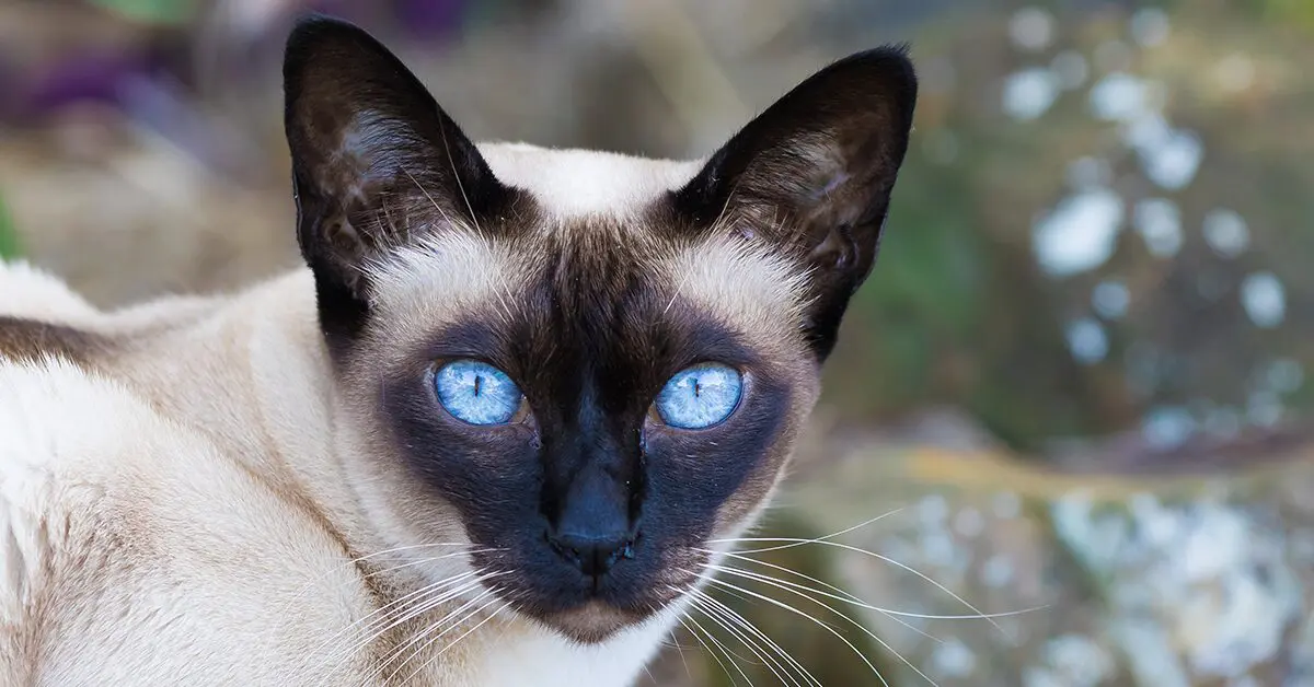 10 Fascinating Facts About the Tonkinese Cat You Must Know!