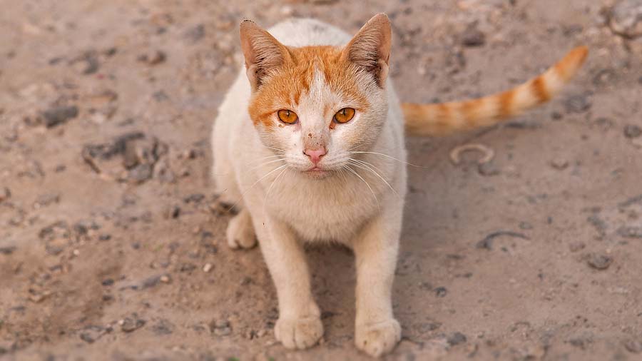 16 Unknown Facts About Arabian Mau
