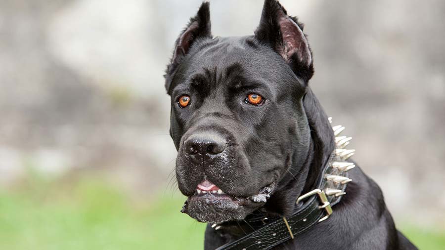 10 Fun Facts On Cane Corso That’ll Force You To Bring One Home!