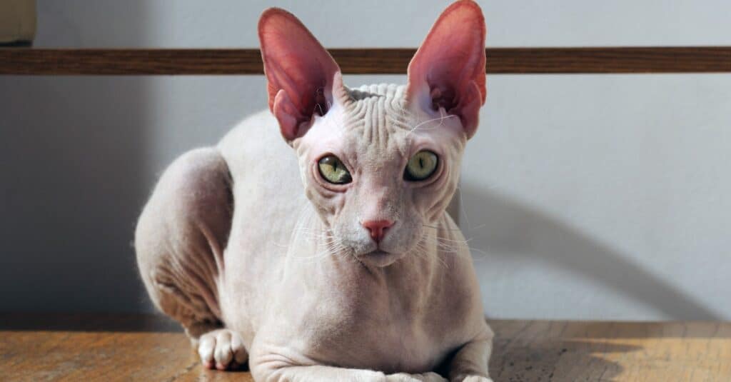 10 Facts About Cornish Rex Cats That You Must Know