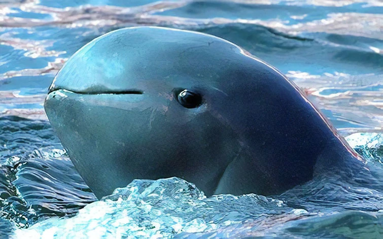 10 Fun Facts Irrawaddy Dolphin