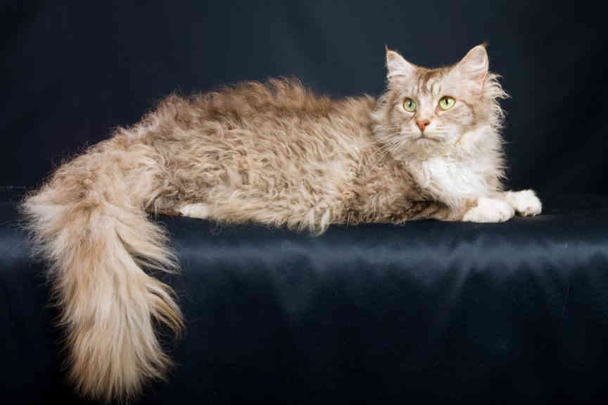 10 Intriguing Facts About the LaPerm Cat