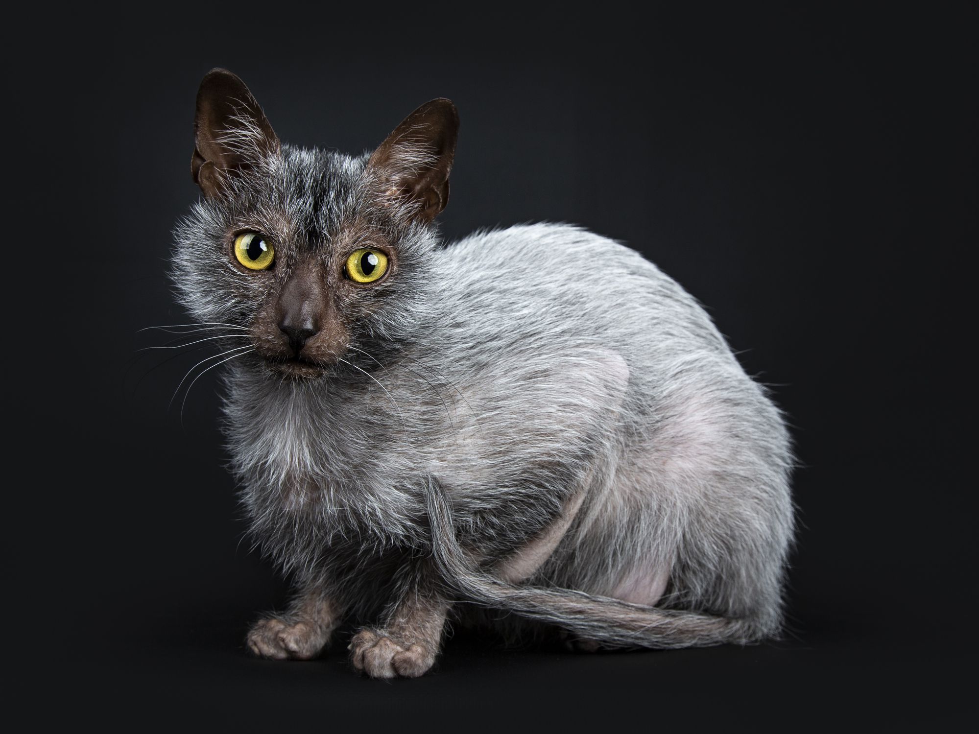 12 Less Known Facts About Lykoi Cats We Bet You Don’t Yet!