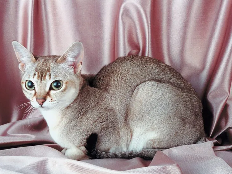 10 Intriguing Facts About Singapura Cat & Kittens!
