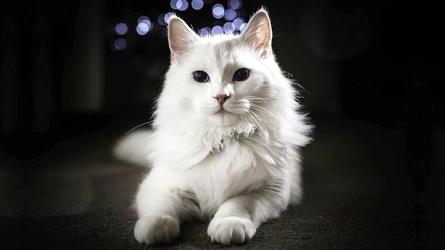 10 Fun Facts About Turkey Angora Cat You Must Know!