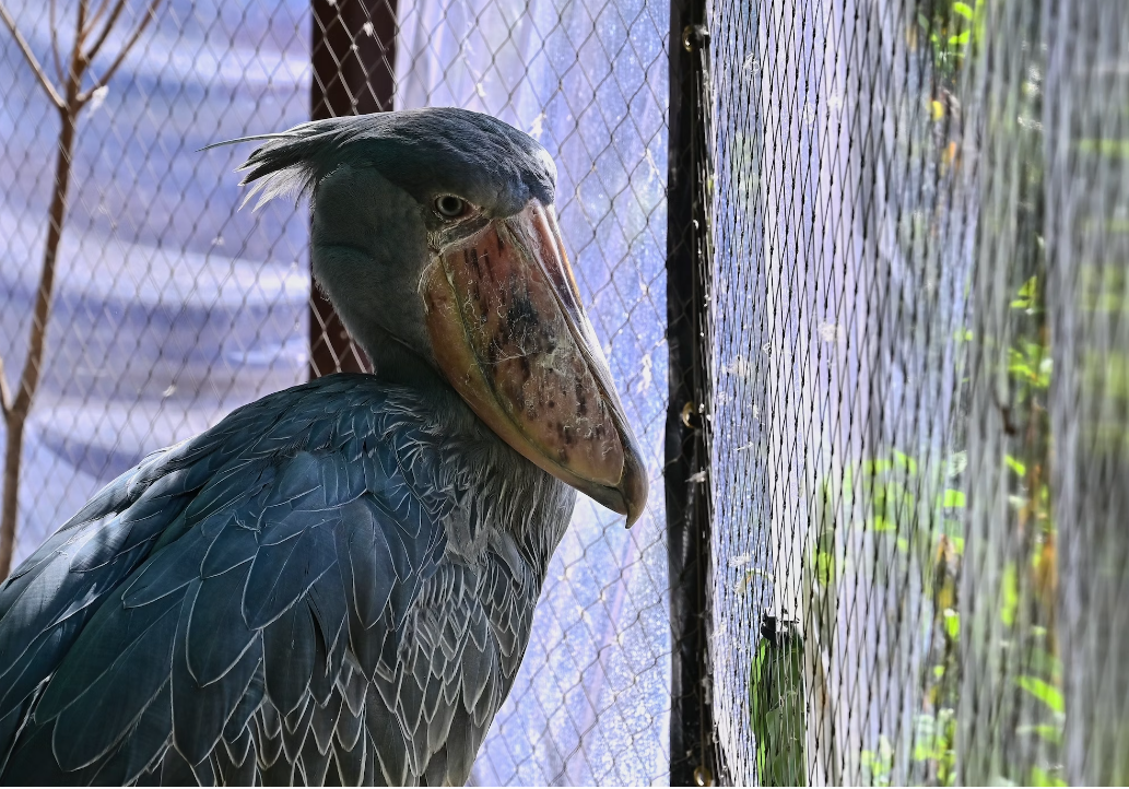 10 Less Known Facts About Shoebill Stork Dinosaur