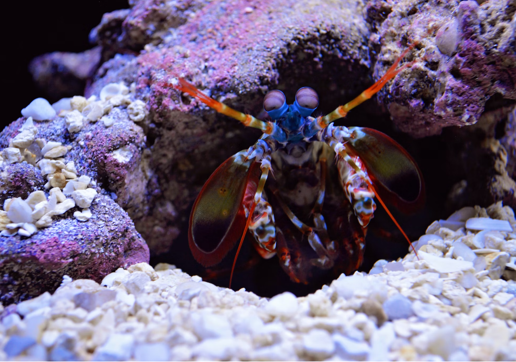 10 Facts About Mantis Shrimp