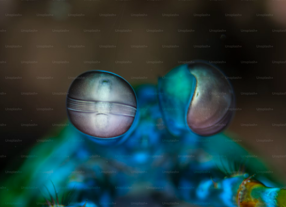 10 Less Known Facts About Peacock Mantis Shrimp