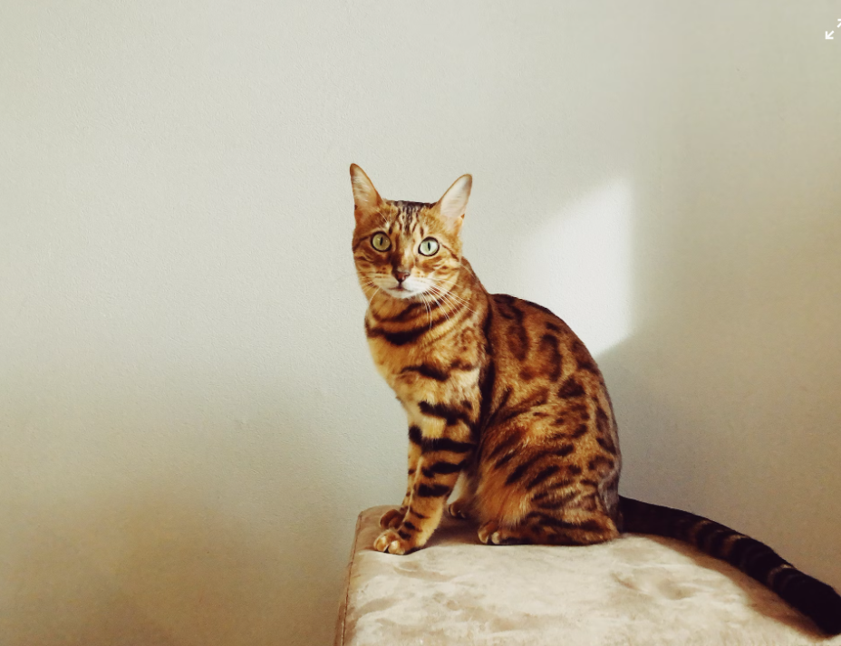 10 Unknown Fats About Bengal Cat