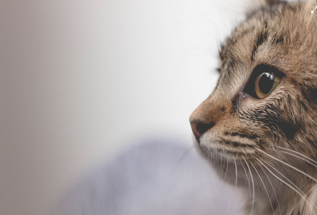 10 Facts About Snow Bengal Cat You Must Know