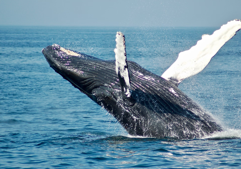 10 Facts About Horned Whale Narwhal