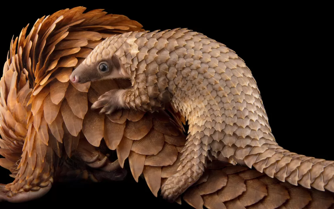 10 Unknown Facts About Pangolins You Didn’t Know