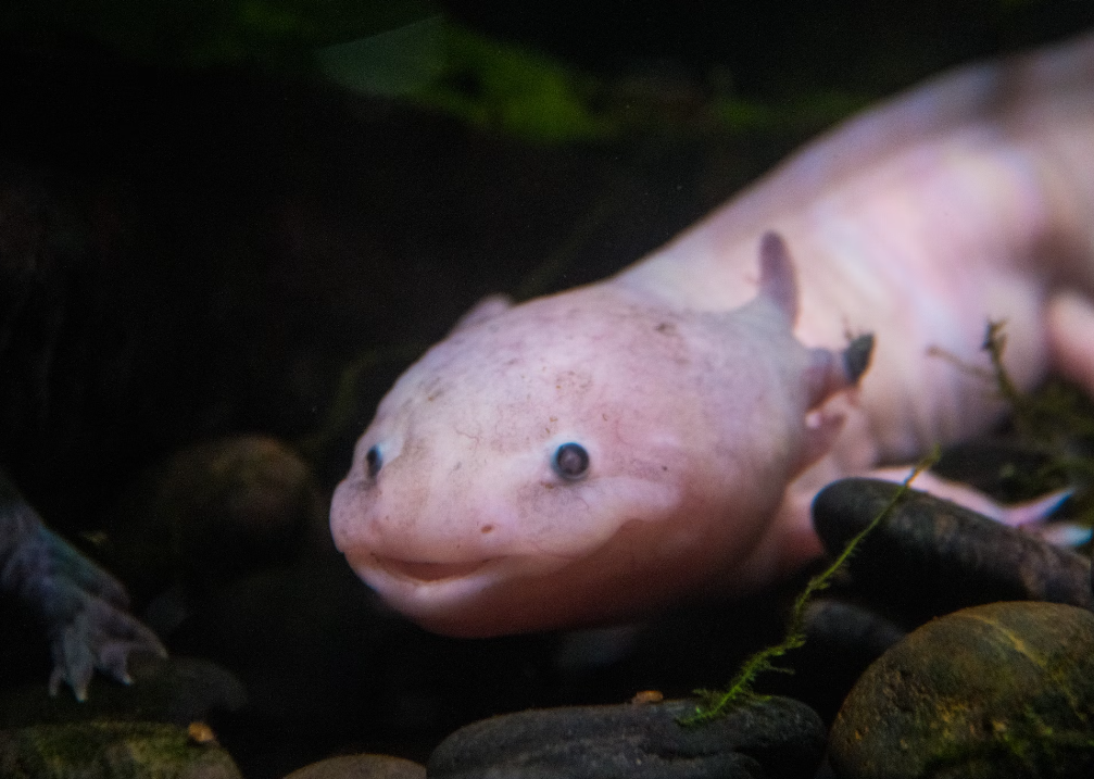 10 Facts About Pink Axolotl
