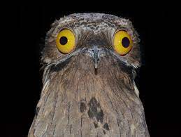 10 Fun Facts About Potoo We Bet You Don’t Know!
