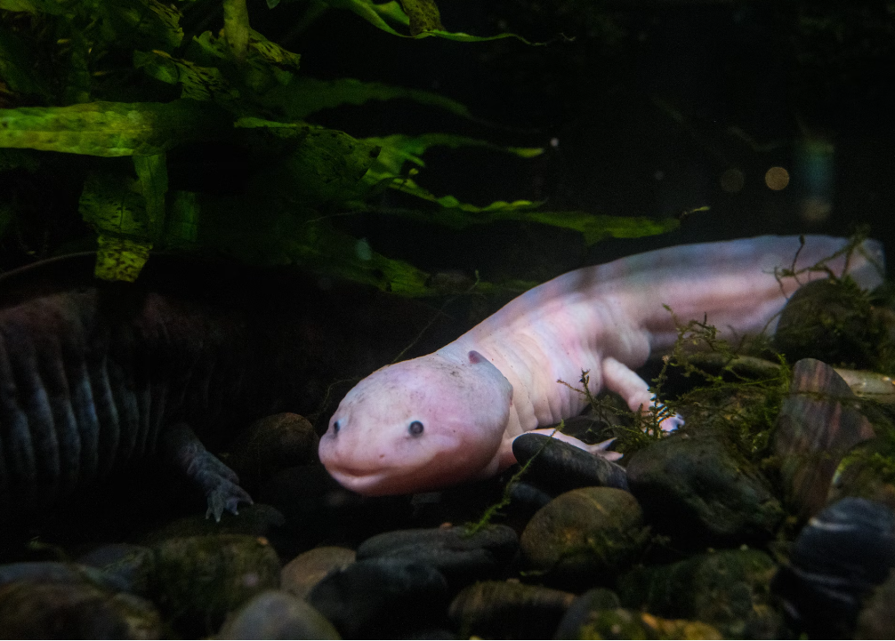 10 Facts About Axolotl You Must Know