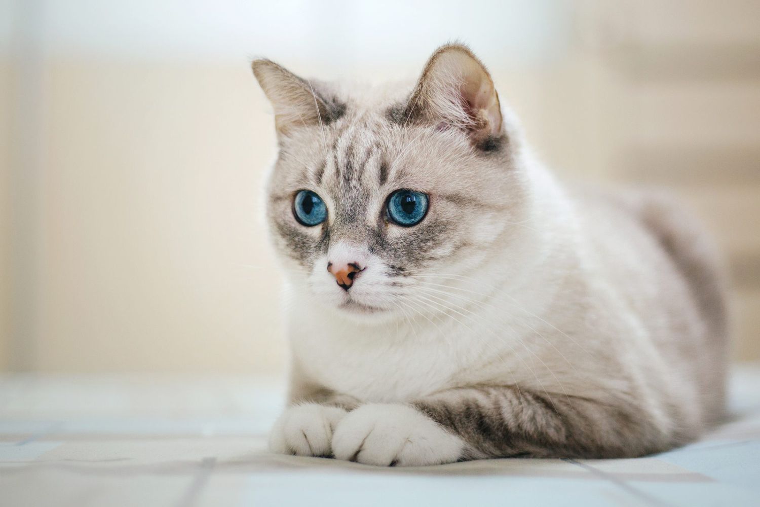 American Wirehair white cat breed