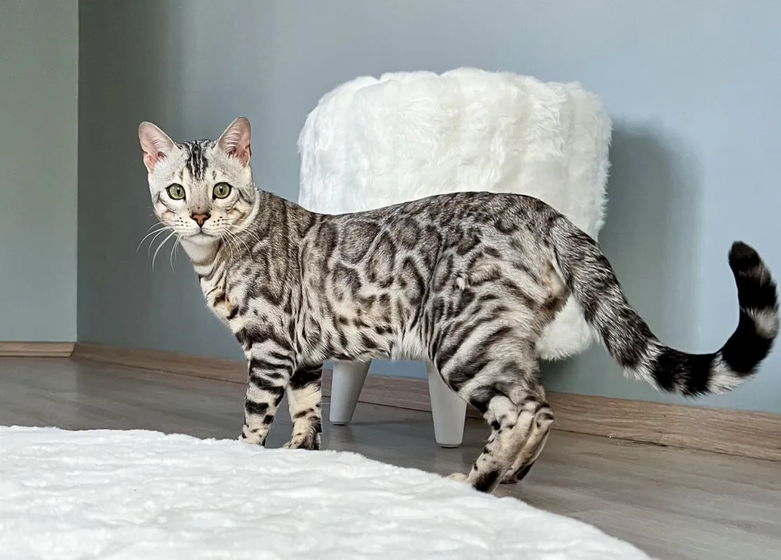 10 Facts About Bengal Cat Personality To Know Before Adoption