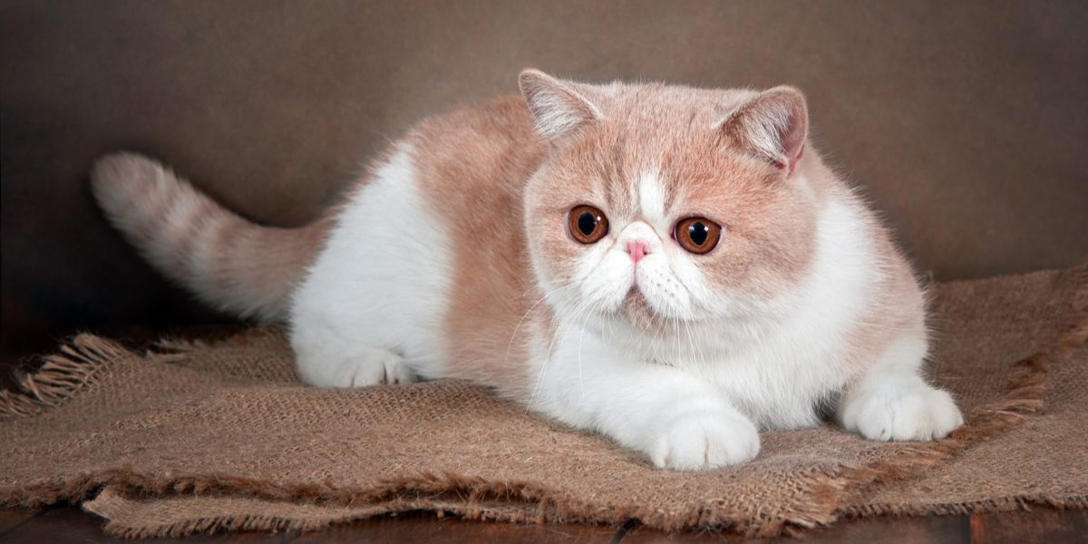 The Allure of the Flat-Faced Cat: A Closer Look