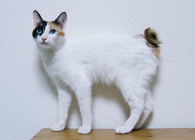 10 Fascinating Facts About the Japanese Bobtail