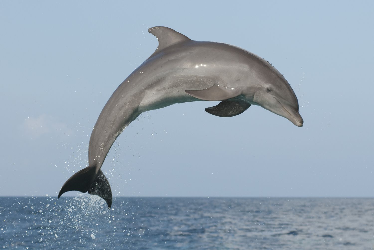 10 Interesting Facts About Dolphins