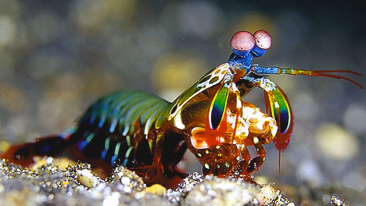 rainbow mantis shrimp