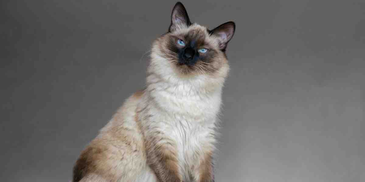 Are Balinese Cats Hypoallergenic?