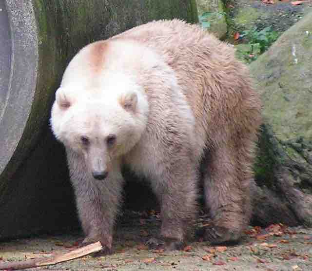 10 Rare Facts About the Grolar Bear