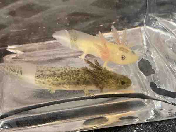 How Are Firefly Axolotls Made? 10 Things to Know