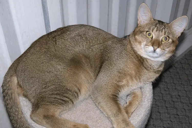 Bengal Chausie Cat