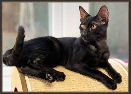 Black Savannah Cat