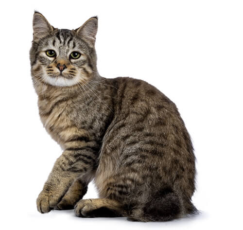 Pixiebob Cat