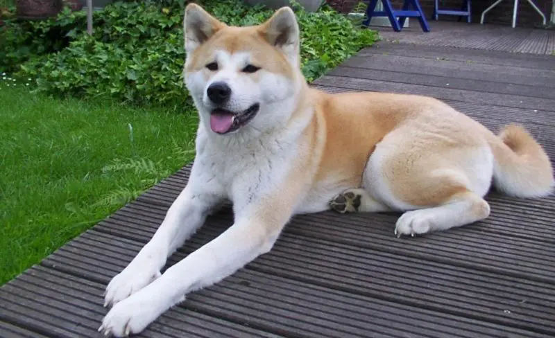 Akita Bear Dog