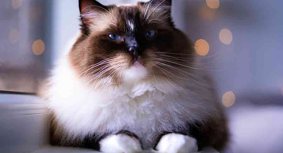 Seal Mitted Ragdoll